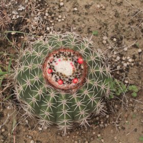 cactus desierto tatacoa